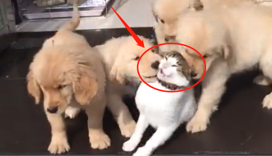 猫咪遇到9只热情的小金毛，结果悲剧了，还好主人出手相救