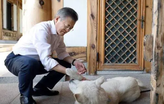 丰山犬成青瓦台新宠，动物外交再显奇效，一对狗狗搞定两国关系
