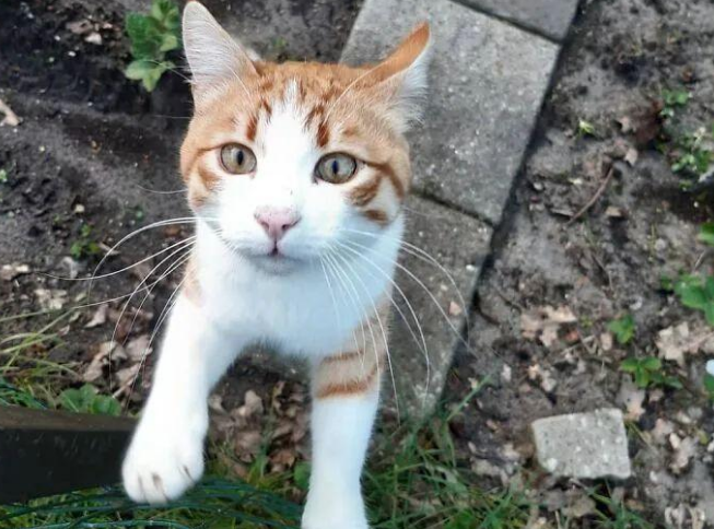 猫咪发现有流浪猫经常来自己家讨饭吃，对它百般照顾还收它当小弟