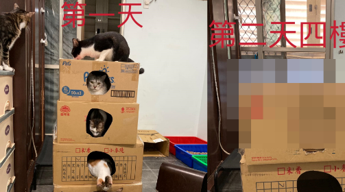 帮猫猫盖纸箱大厦，隔天一看四楼竟然塌陷到三楼！