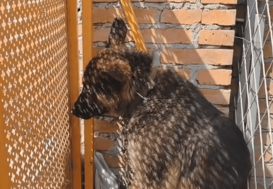 说是咬人，牧羊犬被装进麻袋以1000的价格卖到救助站，狗主：不要我卖狗肉馆了 