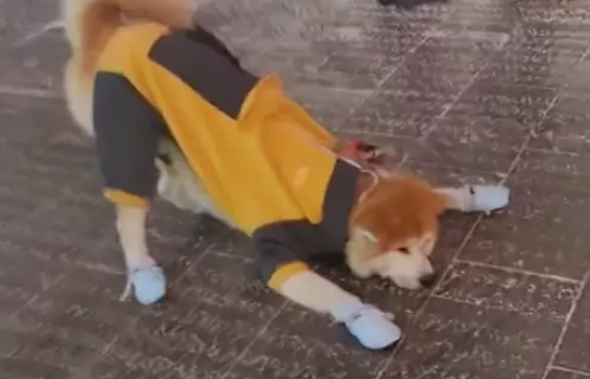 狗狗趴在地上不愿走，主人给它脱了衣服鞋子立马起身，是怕冷吗？ 