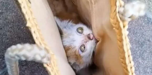 小猫咪饿得走不动路，被好心人喂了火腿肠后，双眼热泪盈眶