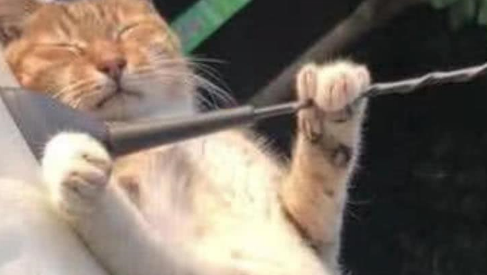 橘猫躺在车顶睡觉，网友刚要抱走，突然愣住：它还留了一手！