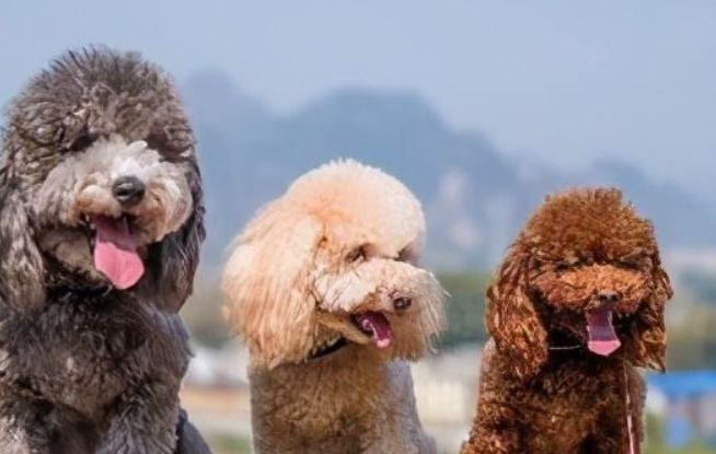 网购残疾犬 七旬老太起诉卖家退款