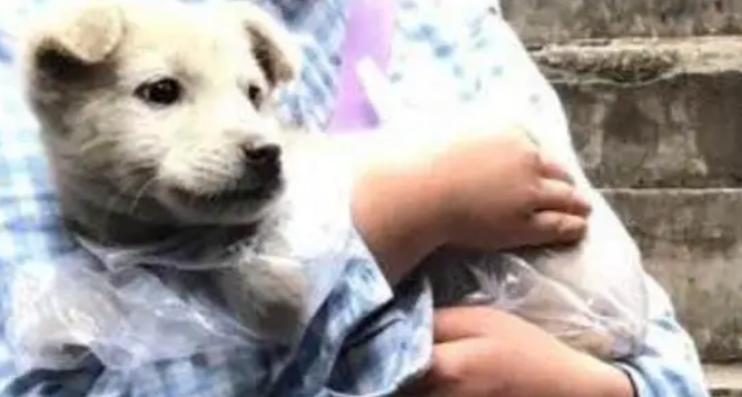 朋友说养土狗是傻，但养了这只狗狗之后，才觉得特别的值得