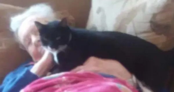 带爱猫看望重病住院的奶奶，猫咪做出的反应令人泪如泉涌