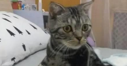 大猫放了个屁 小猫熟睡都被臭醒了 看到小猫表情就知道滋味了