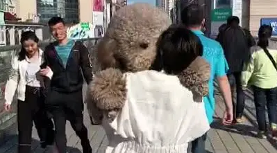 出门带泰迪散步，走到一半耍赖皮，女主人霸气宠狗！