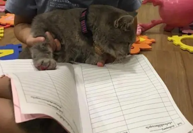 小主人做完作业，拉着猫咪的爪子盖章，猫：本喵不是家长啊！