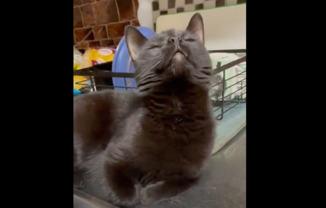 猫咪对洗碗机冒出的蒸气上瘾，每次都要蹲守在旁，等做面部SPA