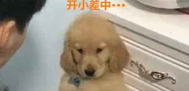金毛犬又在床上撒尿了，主人拿起拖鞋就想教育，它赶紧用手扶住