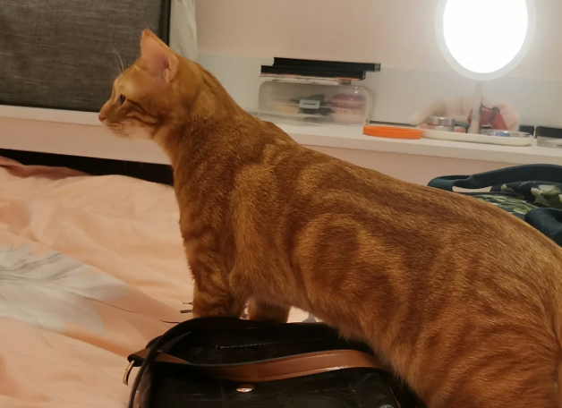 网友说她家猫的头很小，能有多小呢？我进去一看：啊？！