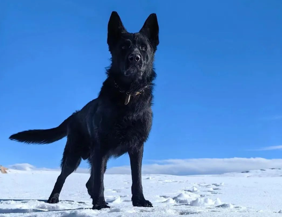 雪枫旅三级功勋军犬，光荣退役