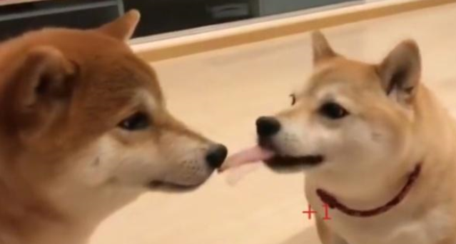 柴犬两兄妹“相爱相杀”，被网友吐槽为戏精，太可爱了