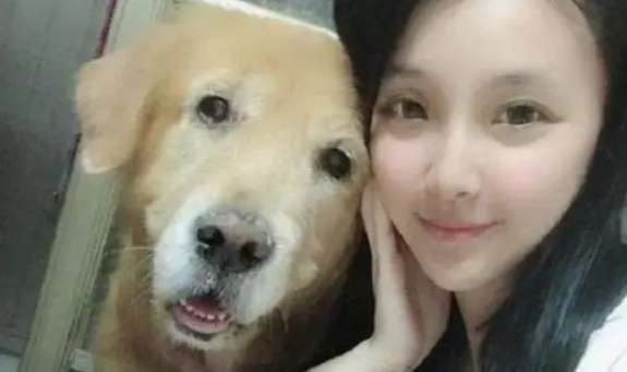 12岁老金毛走不动，主人时刻贴心照顾它，陪它走到生命尽头