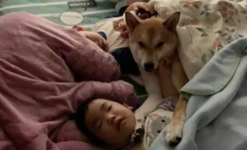 宝宝睡觉时柴犬总是在旁边保护，暖心举动让妈妈感到十分欣慰