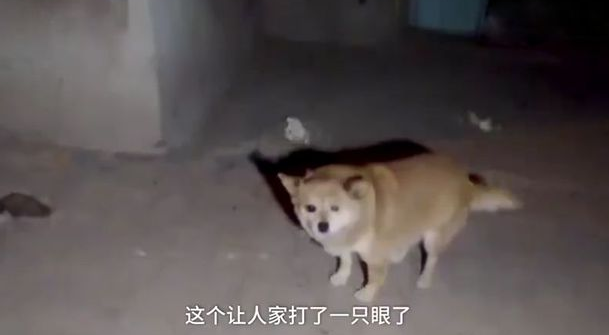 担心白天喂流浪狗吵到住户，老大爷每天深夜喂狗，一干就是4年