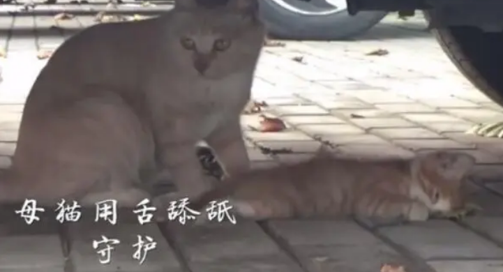 母猫一直守护车底下的小猫不愿离开，女子凑近一看眼泪夺眶而出