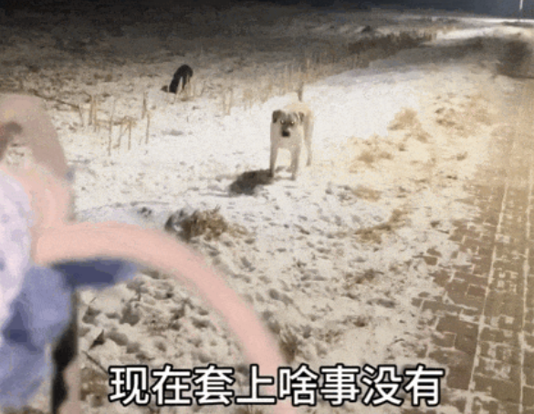 零下21℃的凌晨，狗子不肯回家，主人冻哭就借了只小女狗…狗还得真狗治