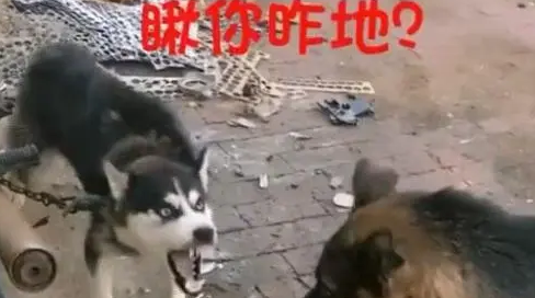 这条看门的哈士奇脾气还挺大，德牧表示不想和傻子说话