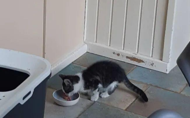 猫咪发现有流浪猫经常来自己家讨饭吃，对它百般照顾还收它当小弟