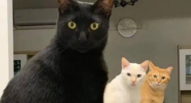 铲屎官加班错过喂猫时间，回到家后，猫咪排成一排集体生气
