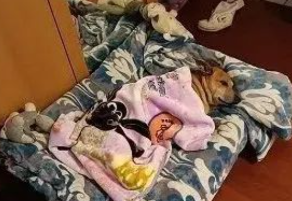 狗子自己盖好被子躺床上，姿势和人一样，主人震惊：要进化了