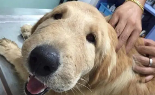 泰国一金毛犬贪玩，被蜜蜂蛰了脑袋，模样让人既心疼又想笑