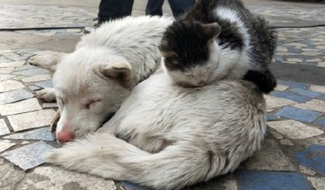 流浪猫狗伤了人，谁来担责 