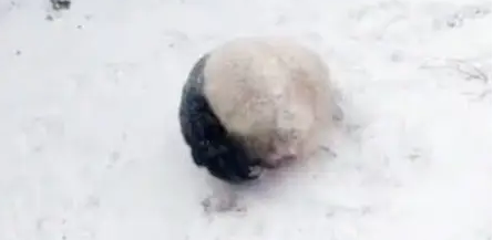 熊猫宝宝看到“新场地”后，立刻跑了出去，还自娱自乐的玩了起来 
