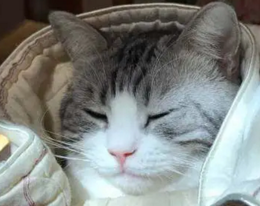 冬天猫咪“奇葩”取暖：萌出天际，屁股烧糊了！
