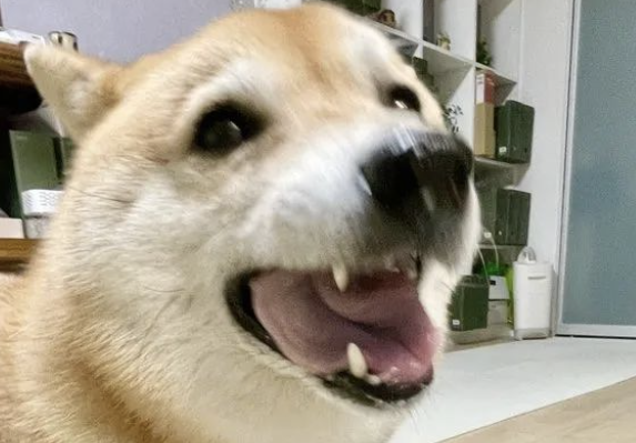 听到主人咳嗽，柴犬立马带着玩偶过来探病：还好吗？