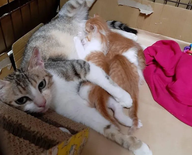 流浪猫来家中生子，老爸见后气炸，没几天就当孙子养了！网友：打脸响彻天际！！