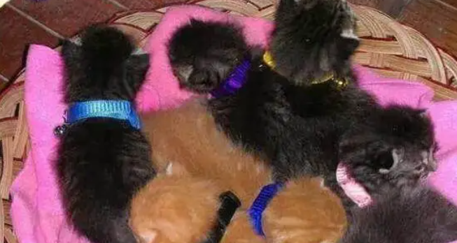 流浪猫闯进家中，产下7只猫宝宝，家里的狗狗可乐坏了