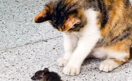 猫咪带回家的老鼠，竟然是出于对主人的关心？这份爱太深沉 