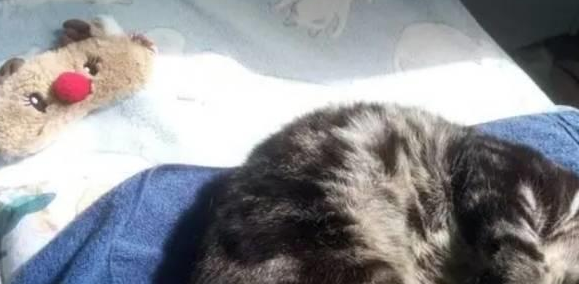 大猫放了个屁 小猫熟睡都被臭醒了 看到小猫表情就知道滋味了
