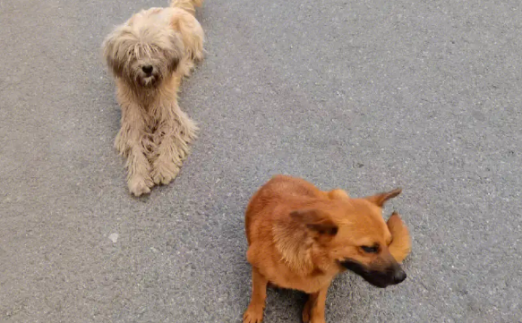 流浪犬只收容力量有限，犬只登记存在观望情况