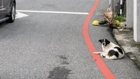 狗狗一直守在公路边不愿离开，路人上前一看感动得热泪盈眶
