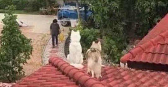 事实胜于雄辩，被猫带大的二哈，上演的是一场模仿秀
