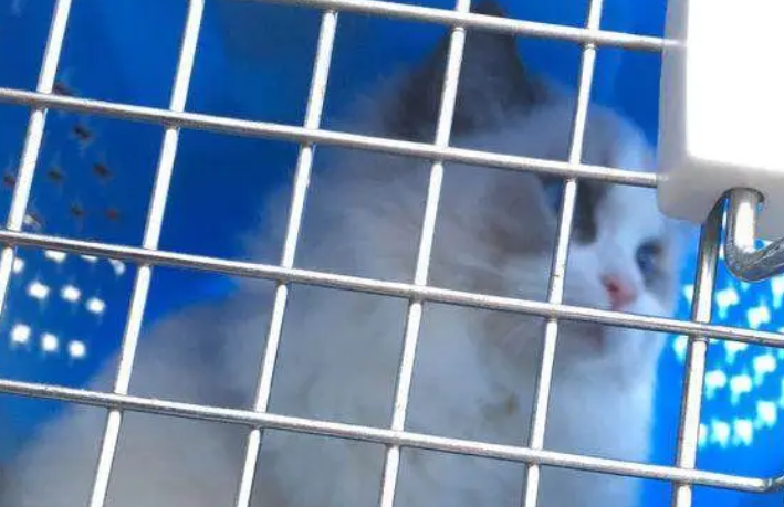 宠主网购一只价值万元的布偶猫，喂养两月后，我们的幸福就开始了
