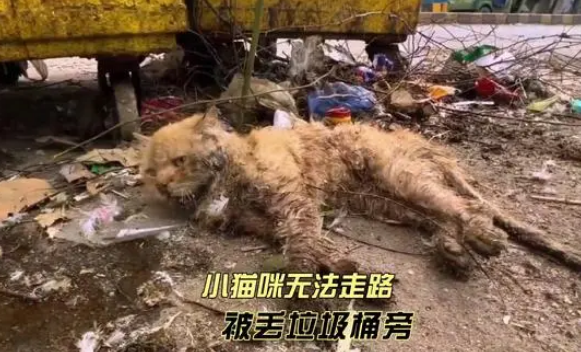 垃圾桶旁边躺着一只无法移动的流浪猫，是饿得走不动路了么