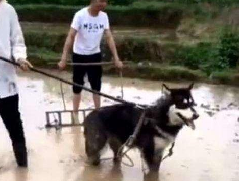 哈士奇被送到农村，5天暴瘦10斤，二哈：带我走吧