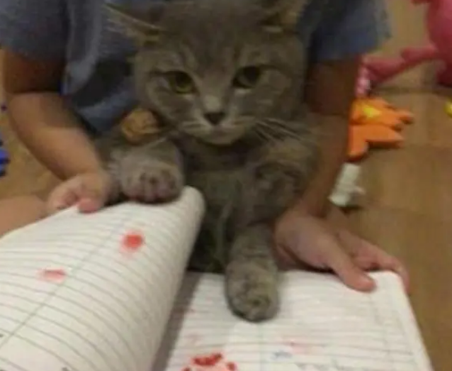小主人做完作业，拉着猫咪的爪子盖章，猫：本喵不是家长啊！