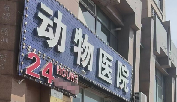 宠物看病比人贵？猫咪骨折花费上万，专家挂号费三百