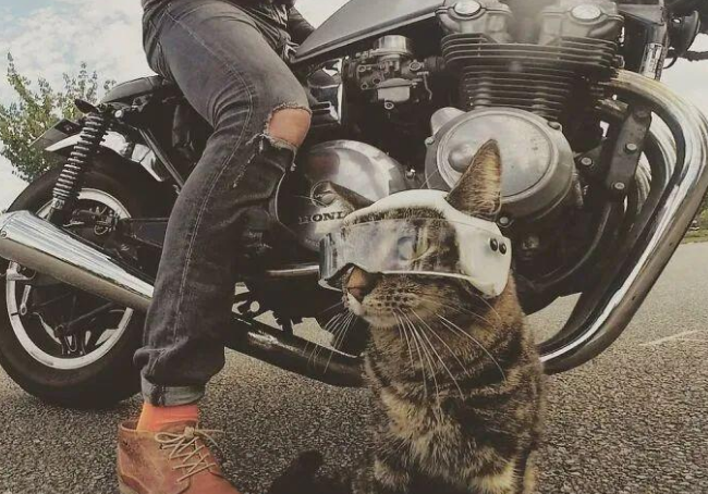 猫咪被领养后猫生开挂，跟主人一起上天下海还滑雪攀岩