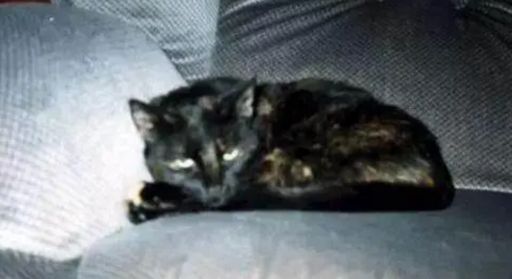 男子殴打女友的猫致死，随手丢进了垃圾箱，原因仅仅是因为…… 