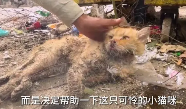 垃圾桶旁边躺着一只无法移动的流浪猫，是饿得走不动路了么
