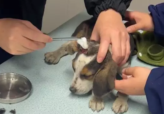 比格犬被虐待又被遗弃在垃圾桶，女生救助送医院，消毒伤口竟一声不吭！ 