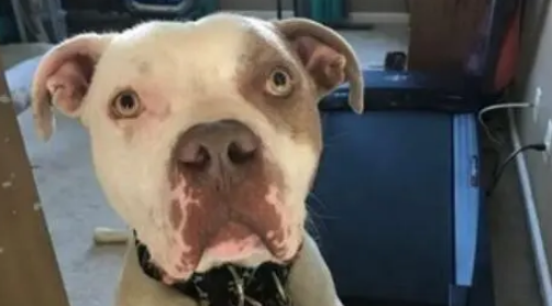 比特犬被绑在树边不能吃喝，眼神中只有绝望，被救后重拾笑容